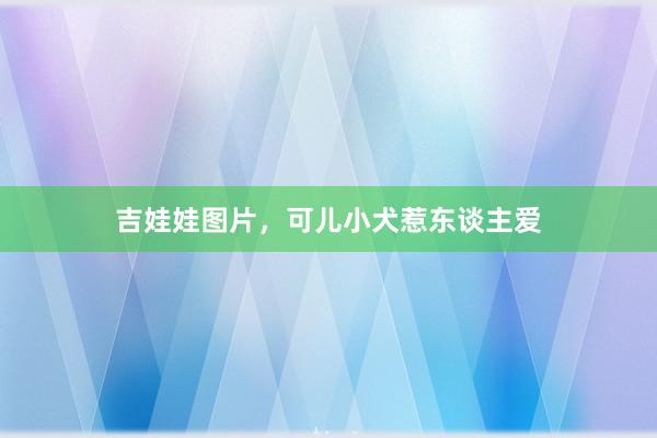 吉娃娃图片，可儿小犬惹东谈主爱